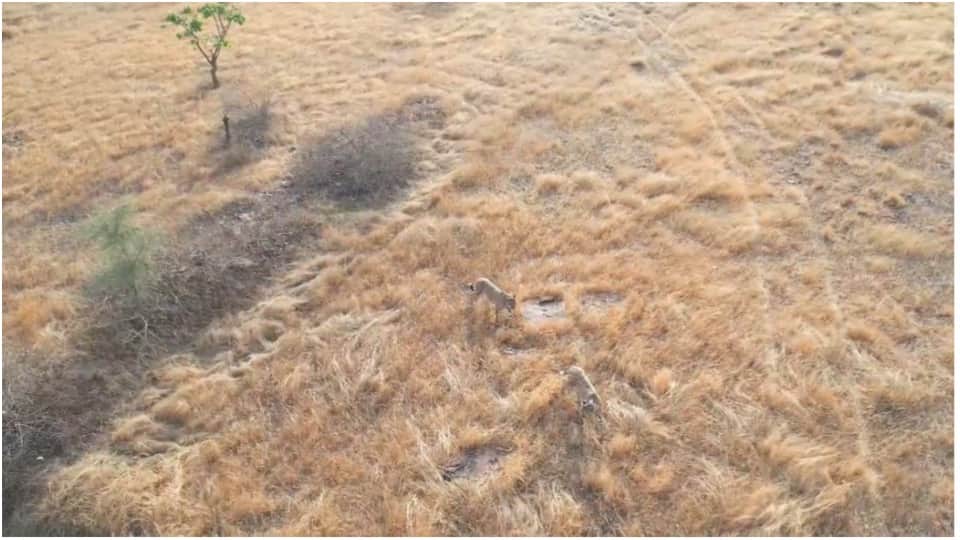 CM Mohan Yadav released two cheetahs from Kuno in Gandhi Sagar Sanctuary