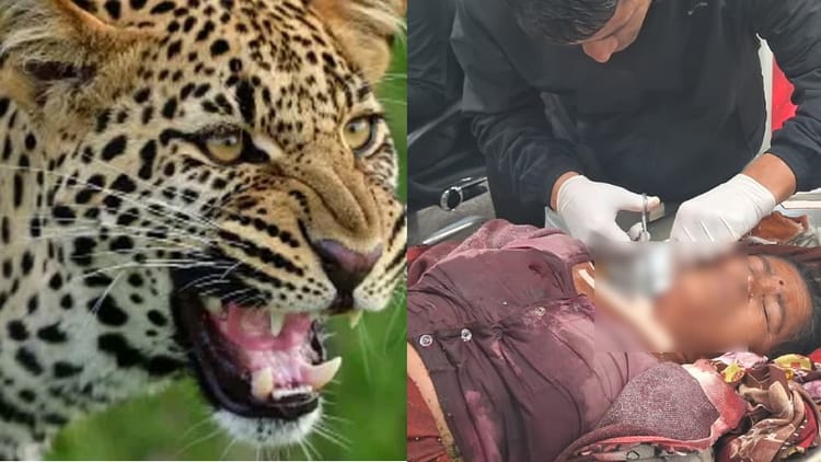 Leopard Attack: चमोली में शौच के लिए जा रही महिला पर गुलदार ने किया हमला, अस्पताल में भर्ती