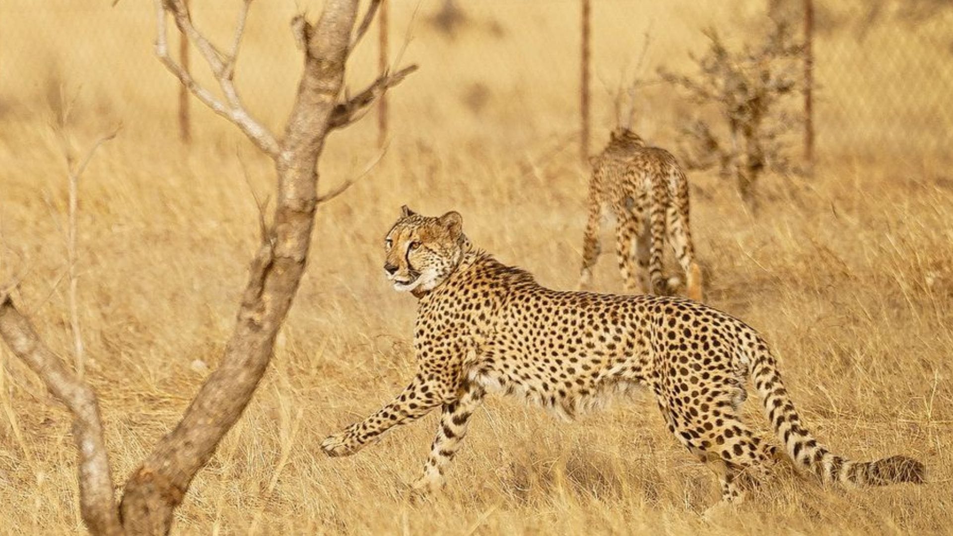 MP News: Cheetah rehabilitation started in Gandhi Sagar Sanctuary, CM Dr. Yadav released Prabhas and Pavak in
