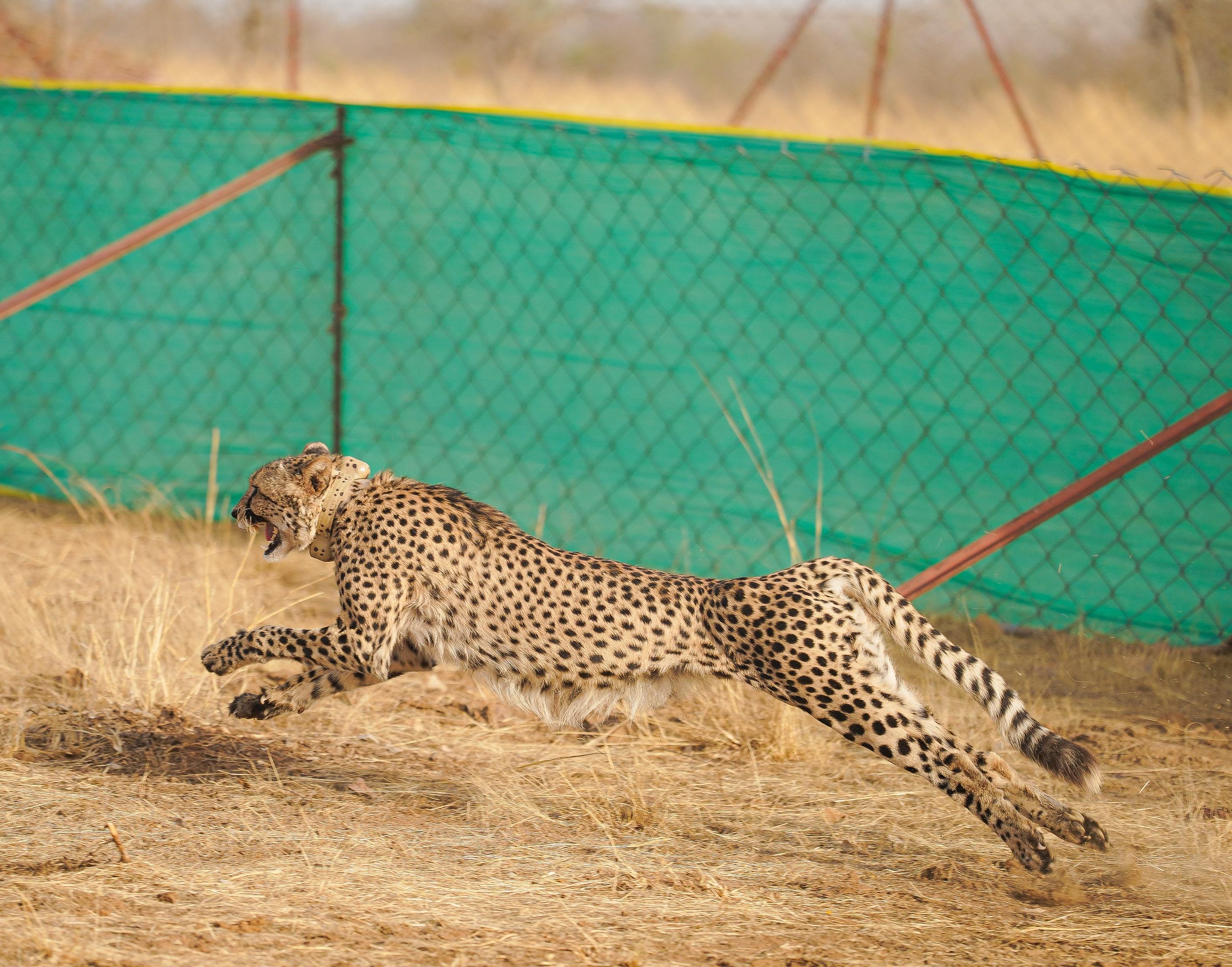 MP News: Cheetah rehabilitation started in Gandhi Sagar Sanctuary, CM Dr. Yadav released Prabhas and Pavak in