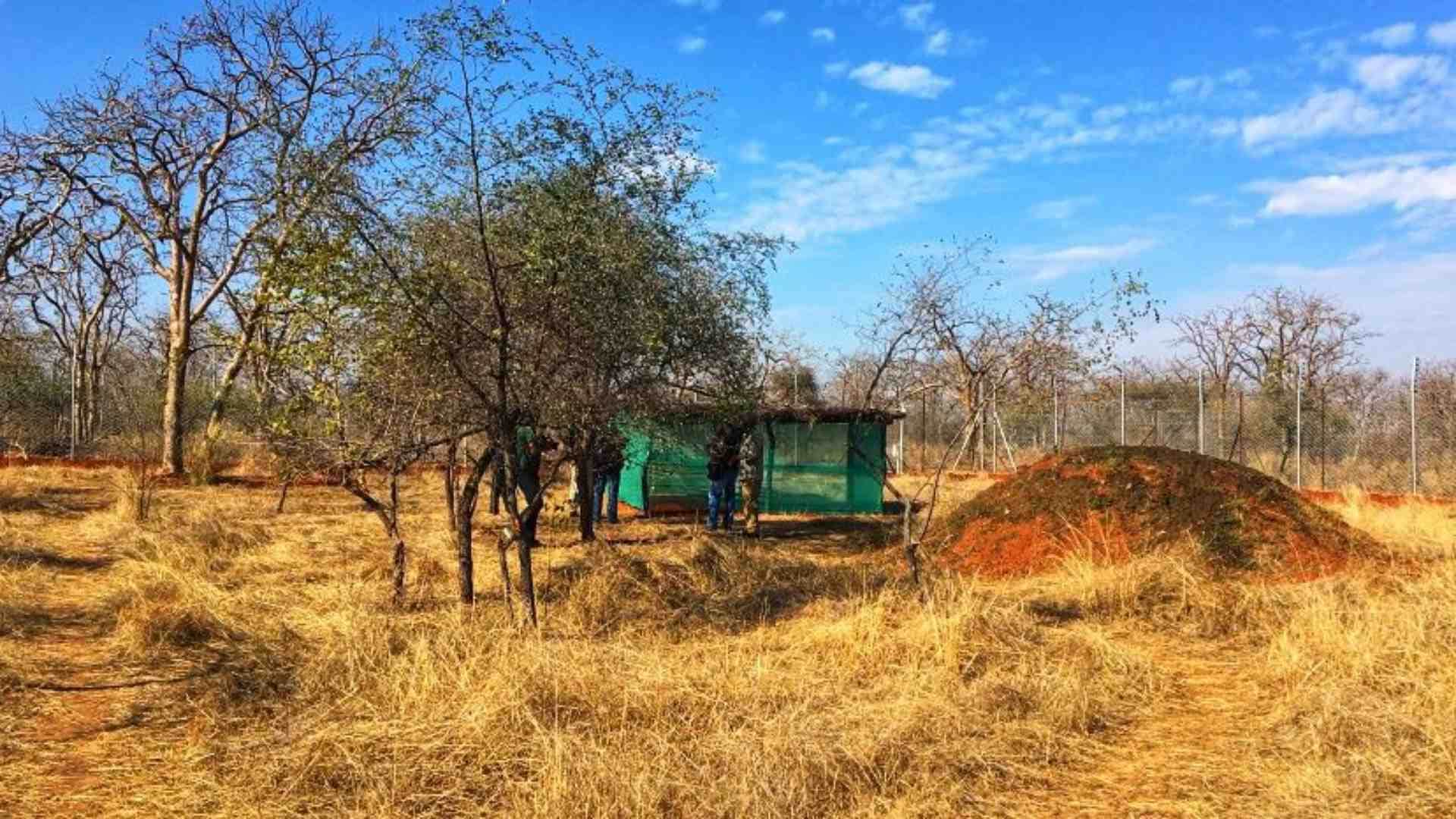 Neemuch News: Arrangements for drinking water and hunting for cheetahs are complete in Gandhisagar Sanctuary