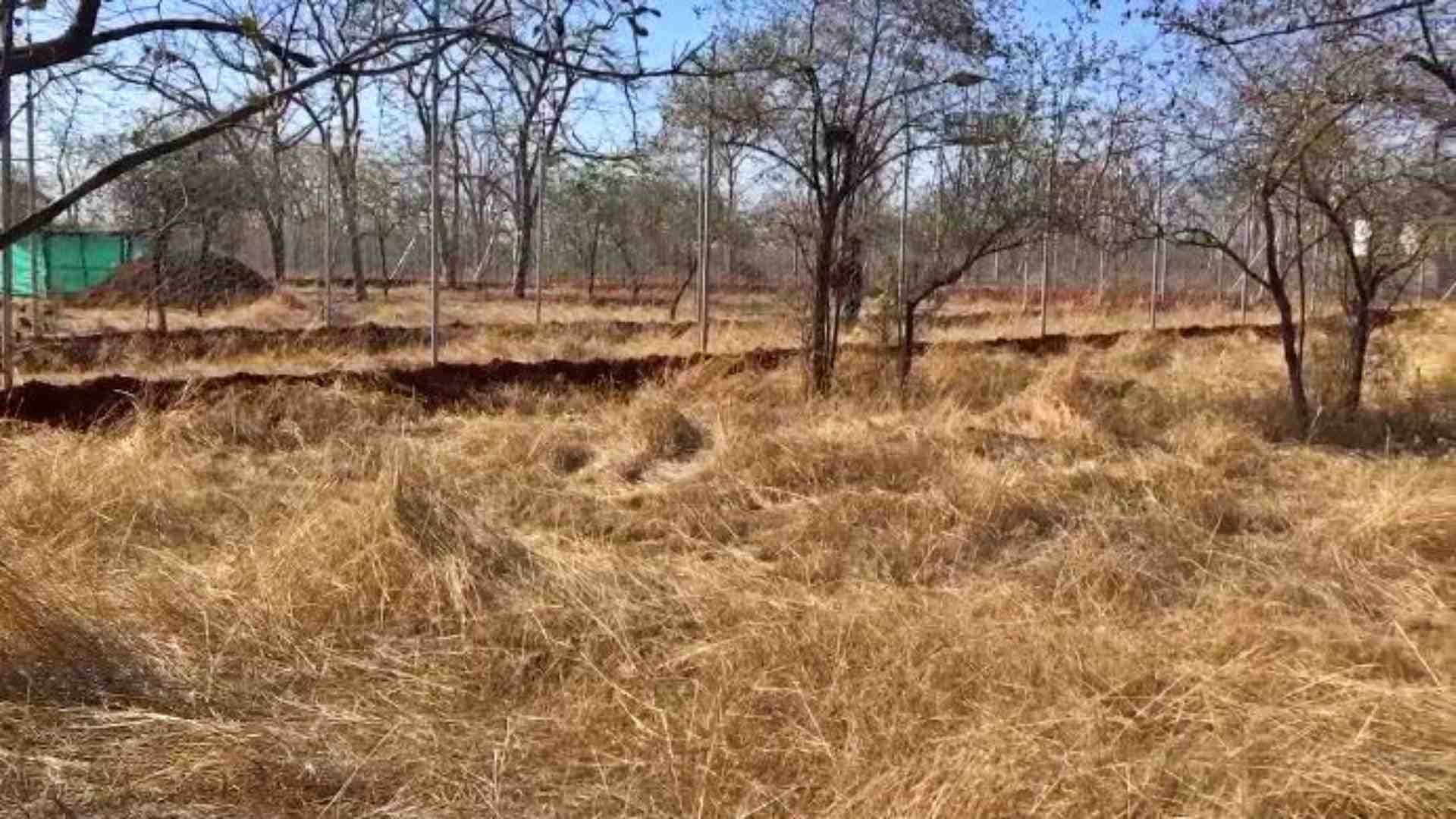 Neemuch News: Arrangements for drinking water and hunting for cheetahs are complete in Gandhisagar Sanctuary