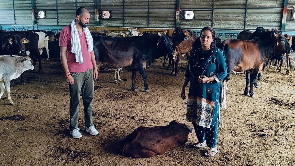 Baghpat: Six cows died due to injection in cowshed, veterinary officer said - killed in mutual fight