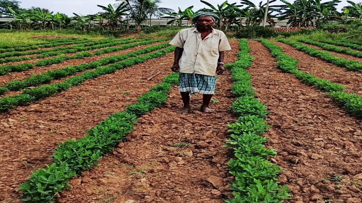 Advanced technology, low cost and high profit, farmers are earning 4 times profit from peanut crop in cg
