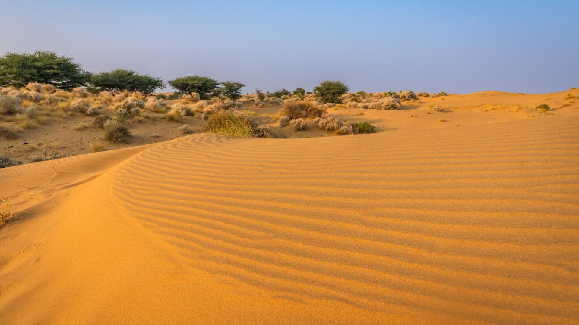 Indias Largest Desert Thar Turns Green Satellite Data Reveals Surprising Transformation