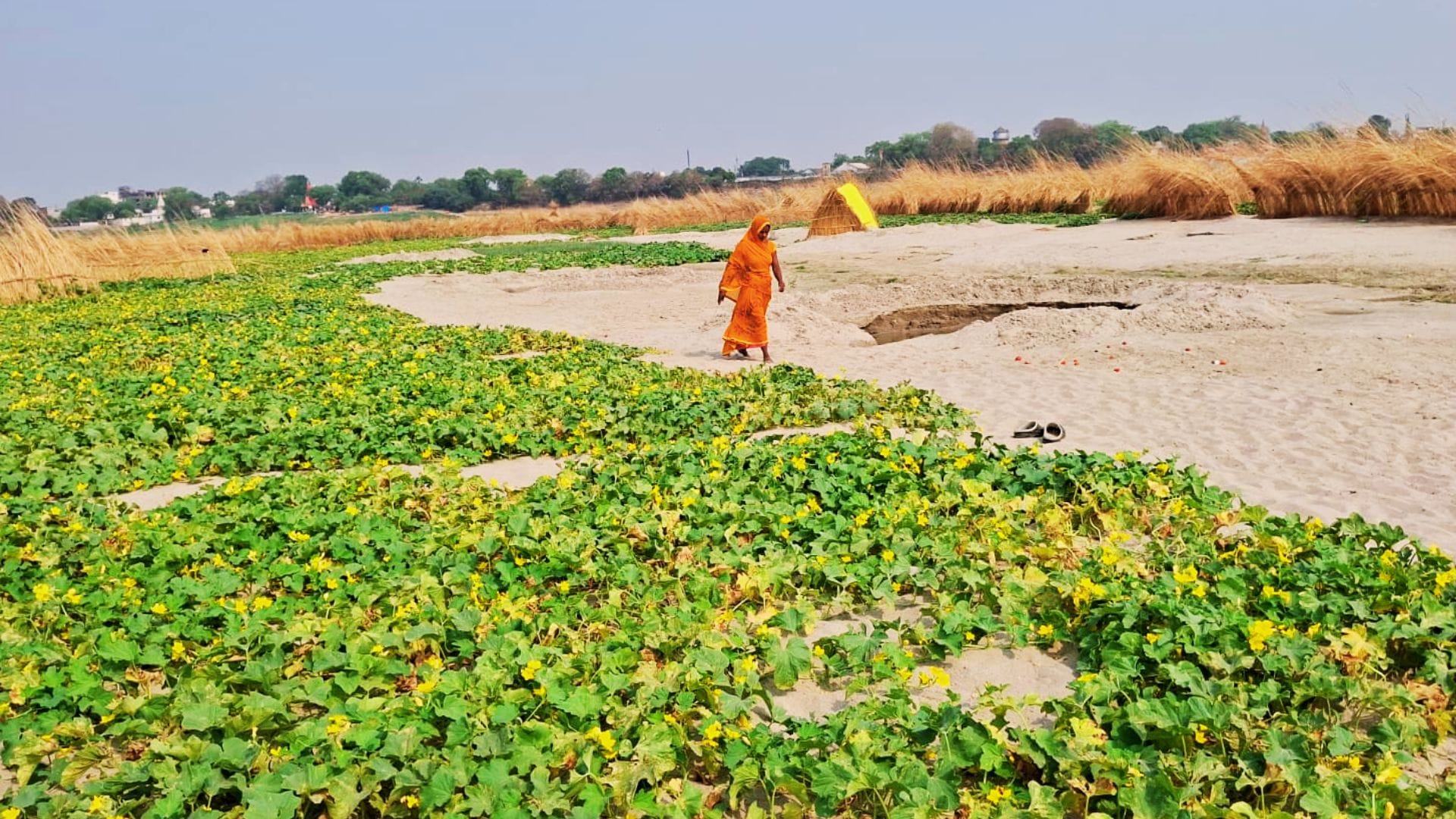 Farming sand of ghazipur making farmers rich knowing Cucumber watermelon