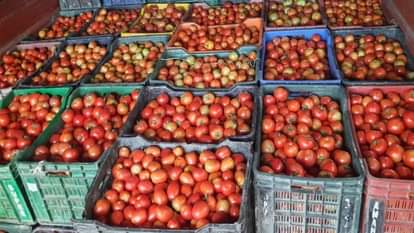 किसानों ने फ्री में बेच दिया टमाटर