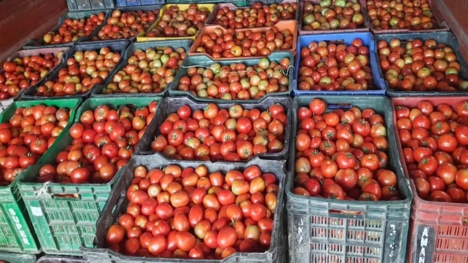 Tomato again becomes burden pocket Price reached Rs 40 per kg inflation borne 90 more days