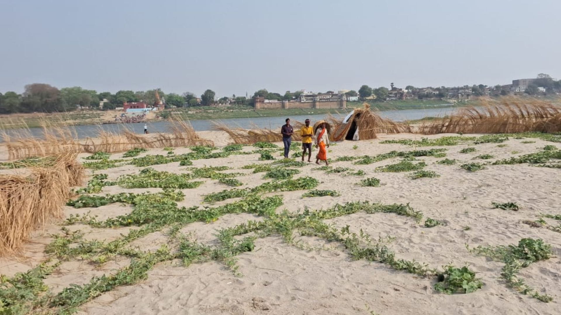 Farming sand of ghazipur making farmers rich knowing Cucumber watermelon
