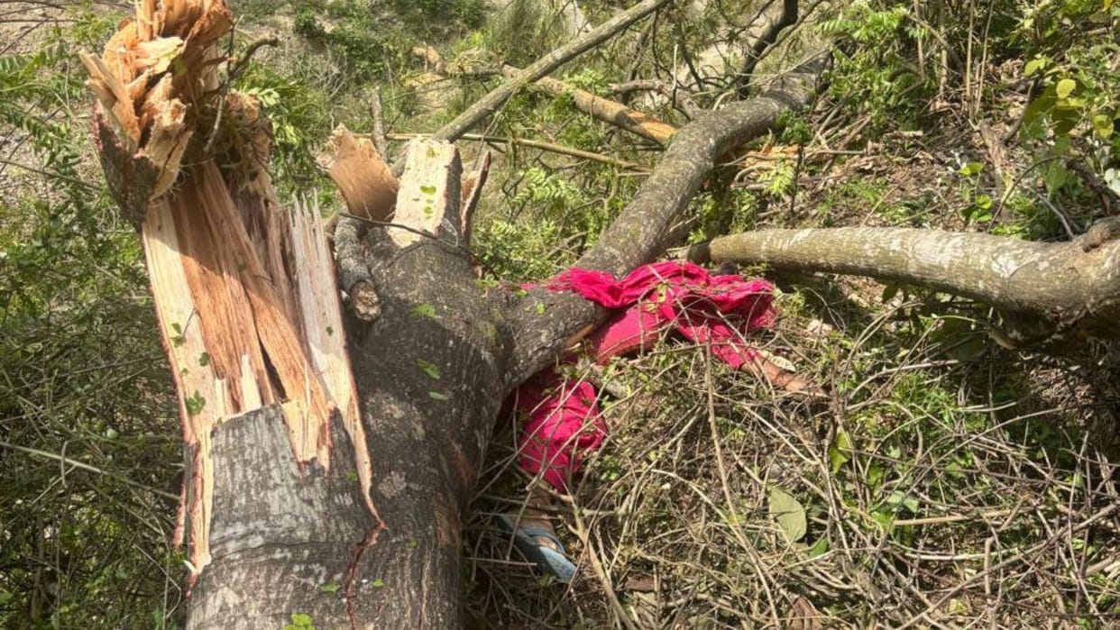 Hamirpur News A tree fell on a woman who went to collect wood she died on the spot