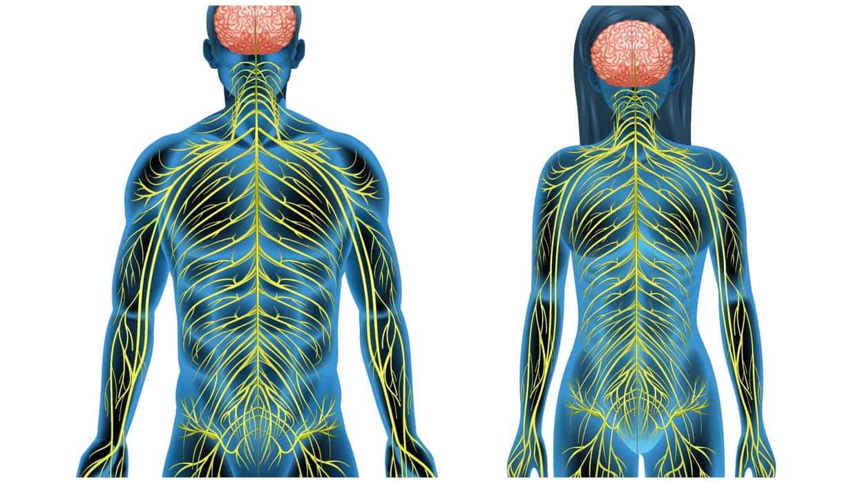 nervous system function know what affects nervous system and how to keep it healthy