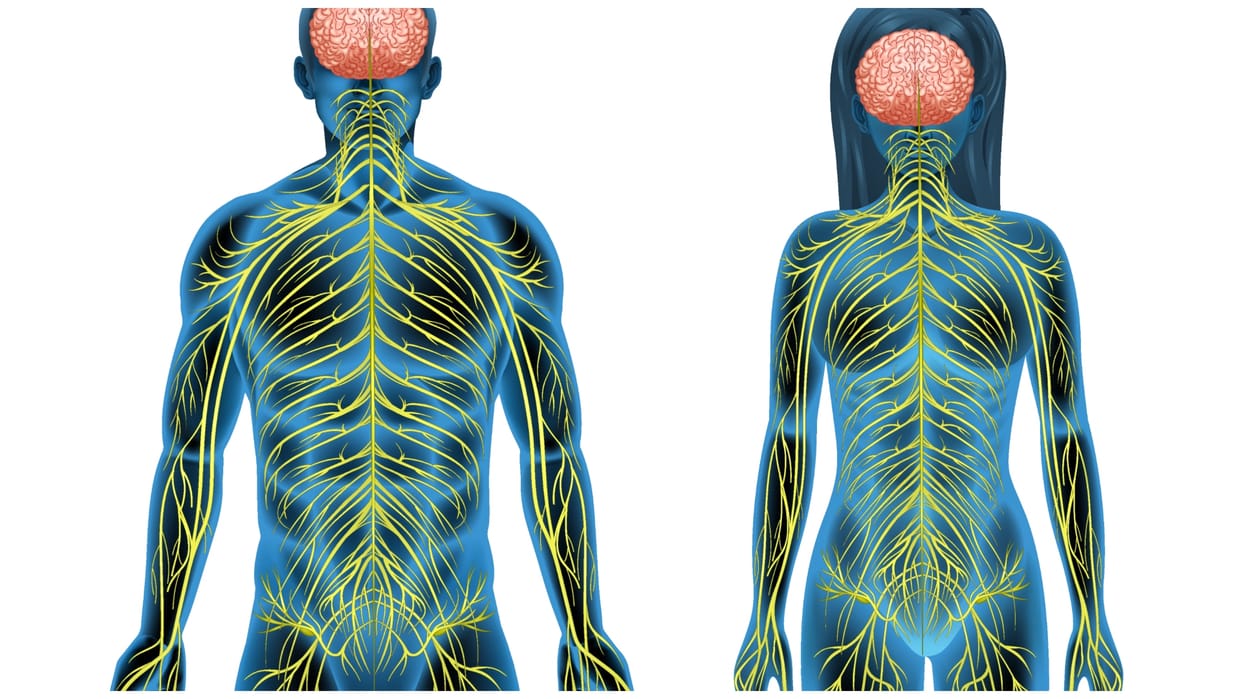 nervous system function know what affects nervous system and how to keep it healthy