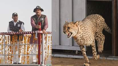 सीएम डॉ. मोहन यादव ने गांधी सागर में चीते छोड़े