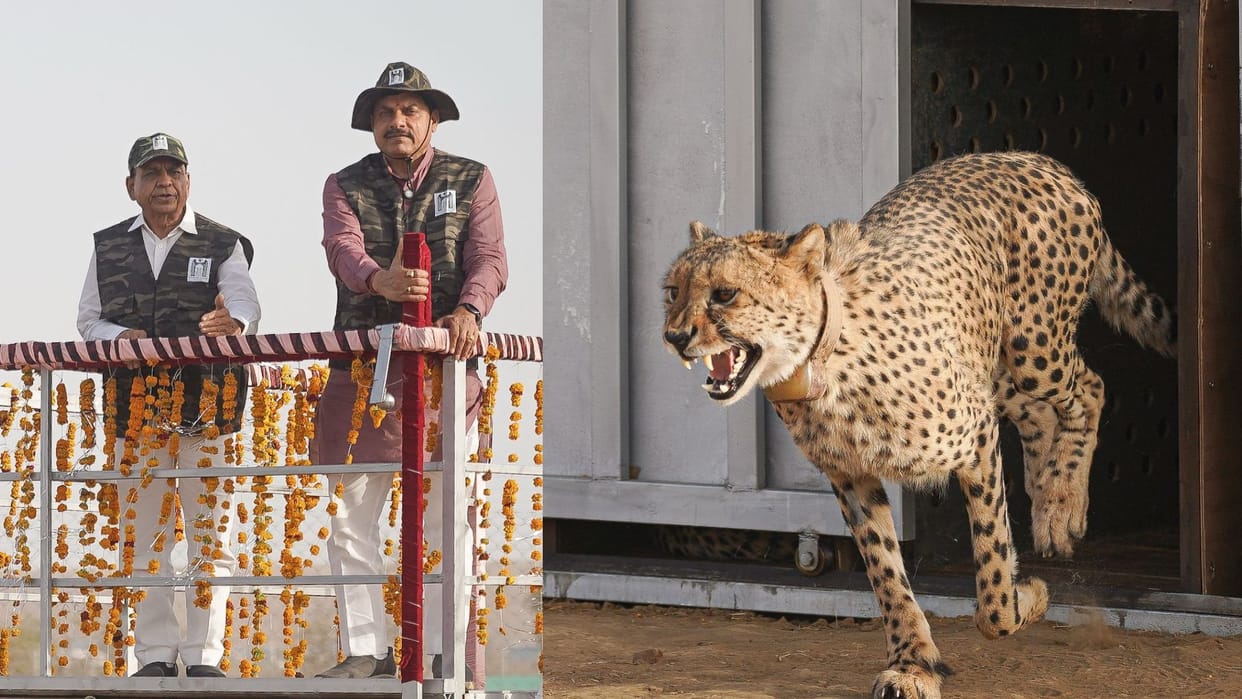 MP News: Cheetah rehabilitation started in Gandhi Sagar Sanctuary, CM Dr. Yadav released Prabhas and Pavak in