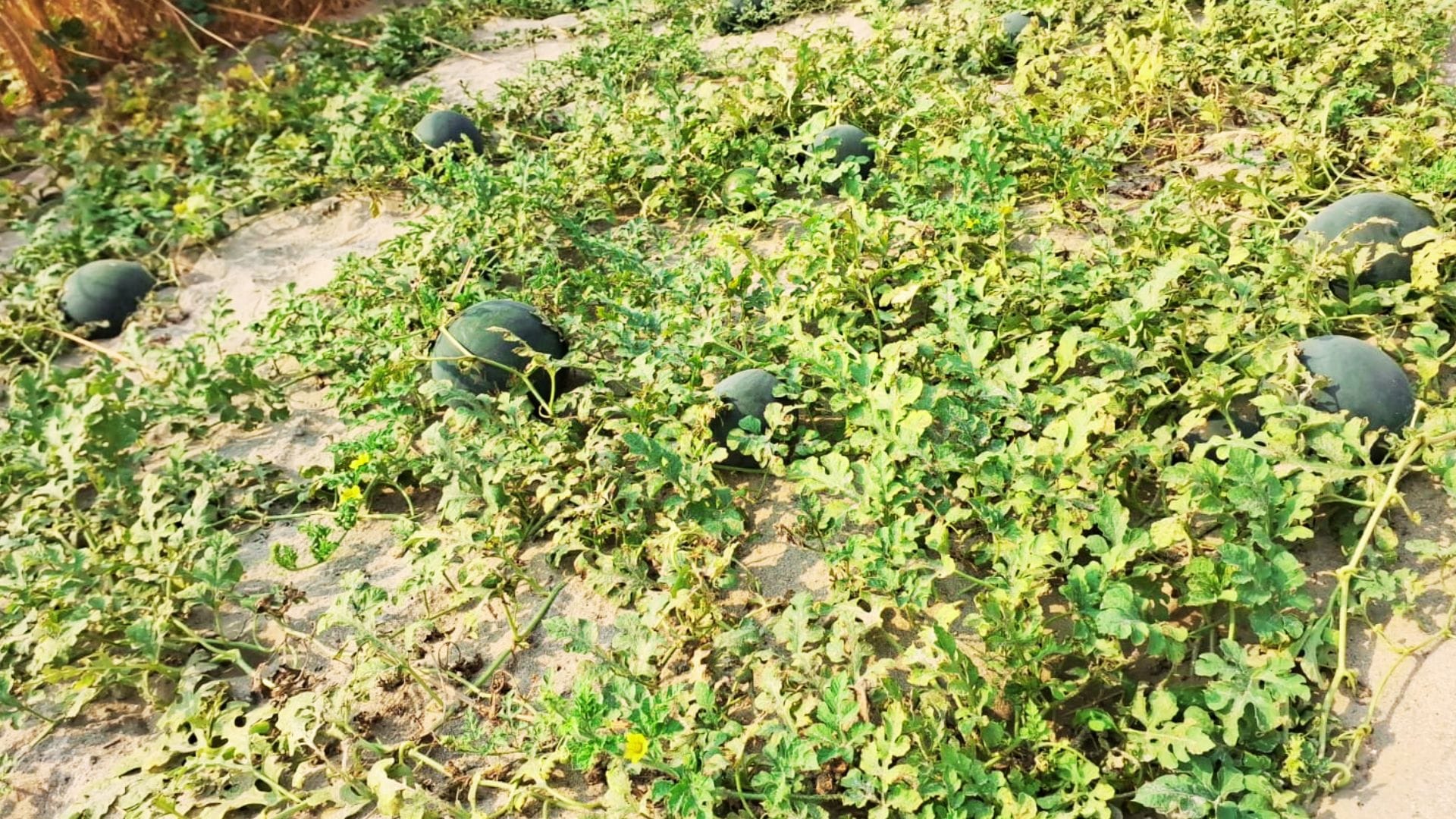 Farming sand of ghazipur making farmers rich knowing Cucumber watermelon