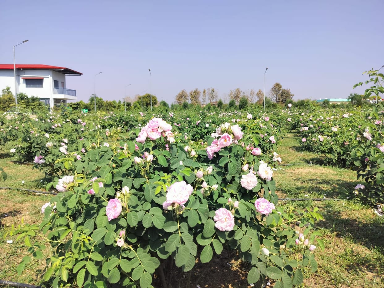 Uttarakhand News Employment is blooming with the fragrance of Damask rose