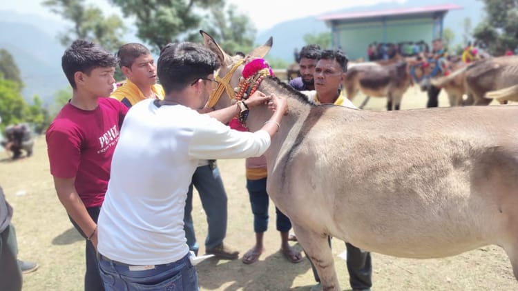 Chardham Yatra: बांसवाड़ा में लगा शिविर, केदारनाथ यात्रा के लिए 2500 से अधिक घोड़ा-खच्चरों का हुआ पंजीकरण