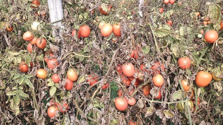 Bihar: मंडी में नहीं मिल रहा टमाटर का रेट, खेतों में ही छोड़ रहे उपज; समस्या सुनने पहुंचे भाकपा माले के नेता