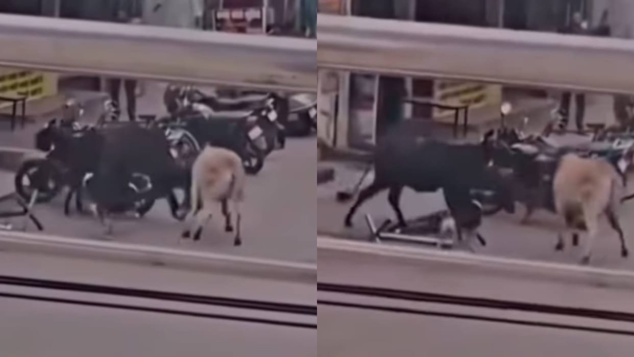 A dog was seen mediating between two bulls fighting video goes viral on Internet see netizens reaction