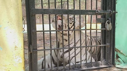 Special arrangements made to save wildlife from scorching heat in Maitri Bagh Zoo
