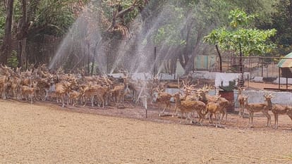 Special arrangements made to save wildlife from scorching heat in Maitri Bagh Zoo