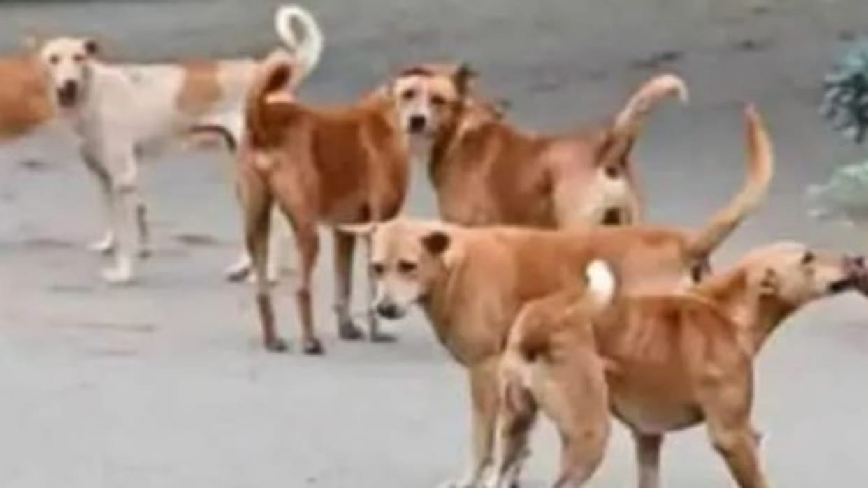 Alwar News: Dogs attacked a 13-year-old girl and ate her ears, stray animals again spread terror
