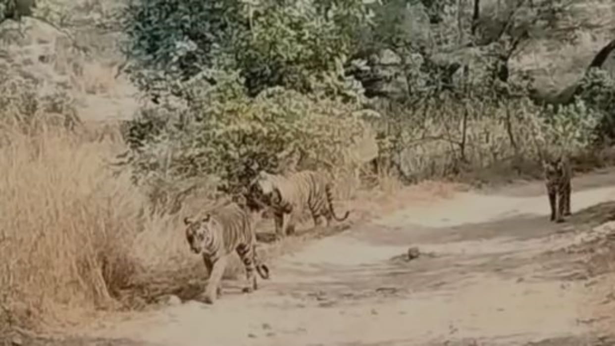 Sawai Madhopur: Trinetra Ganesh Temple Route Closed Till April 24 as Tigress Sultana Gives Birth to Cubs in th