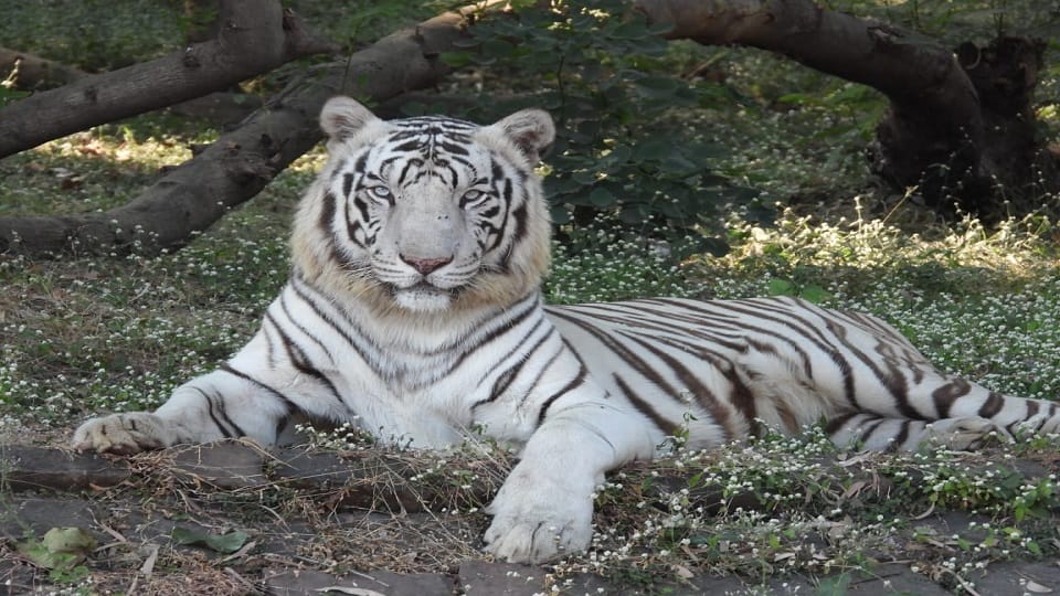 सफेद बाघ आकाश की मौत