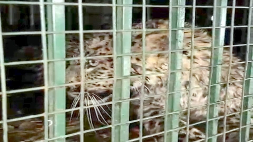 Bijnor: The family fought with the leopard that entered the house, locked it in the bathroom