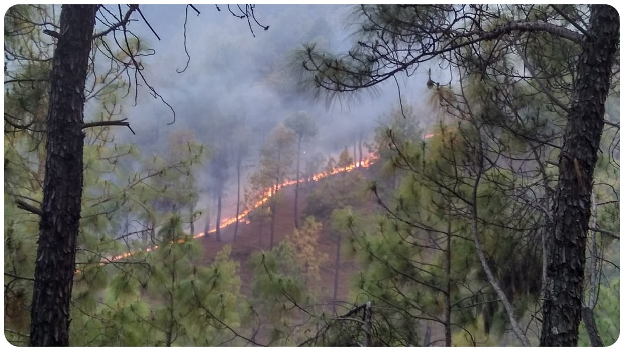 Growing Menace of Forest Fires worldwide know its overall impact in hindi