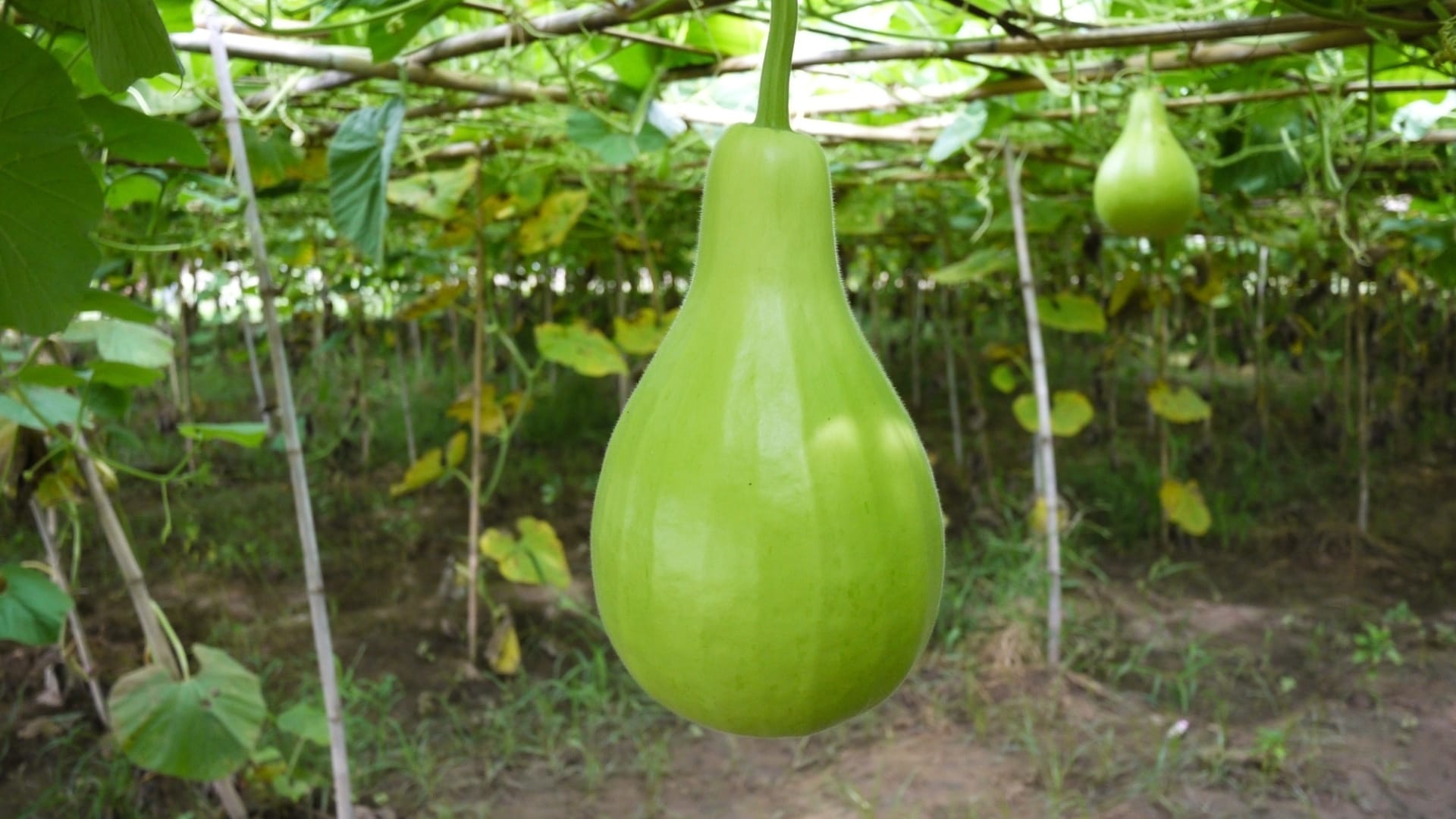 lauki aur turai kya khana chahiye bottle gourd or ridge gourd which is better in summer