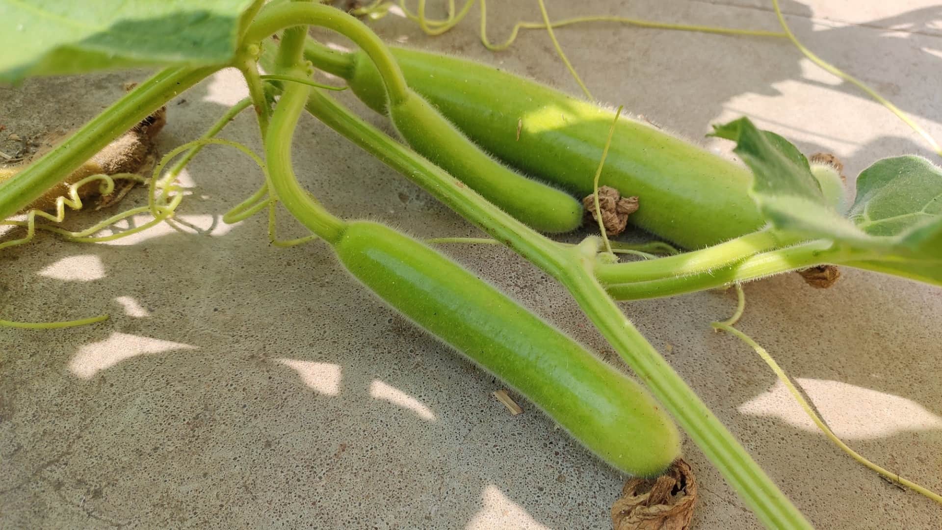 less oil vegetable recipe in hindi in summer season
