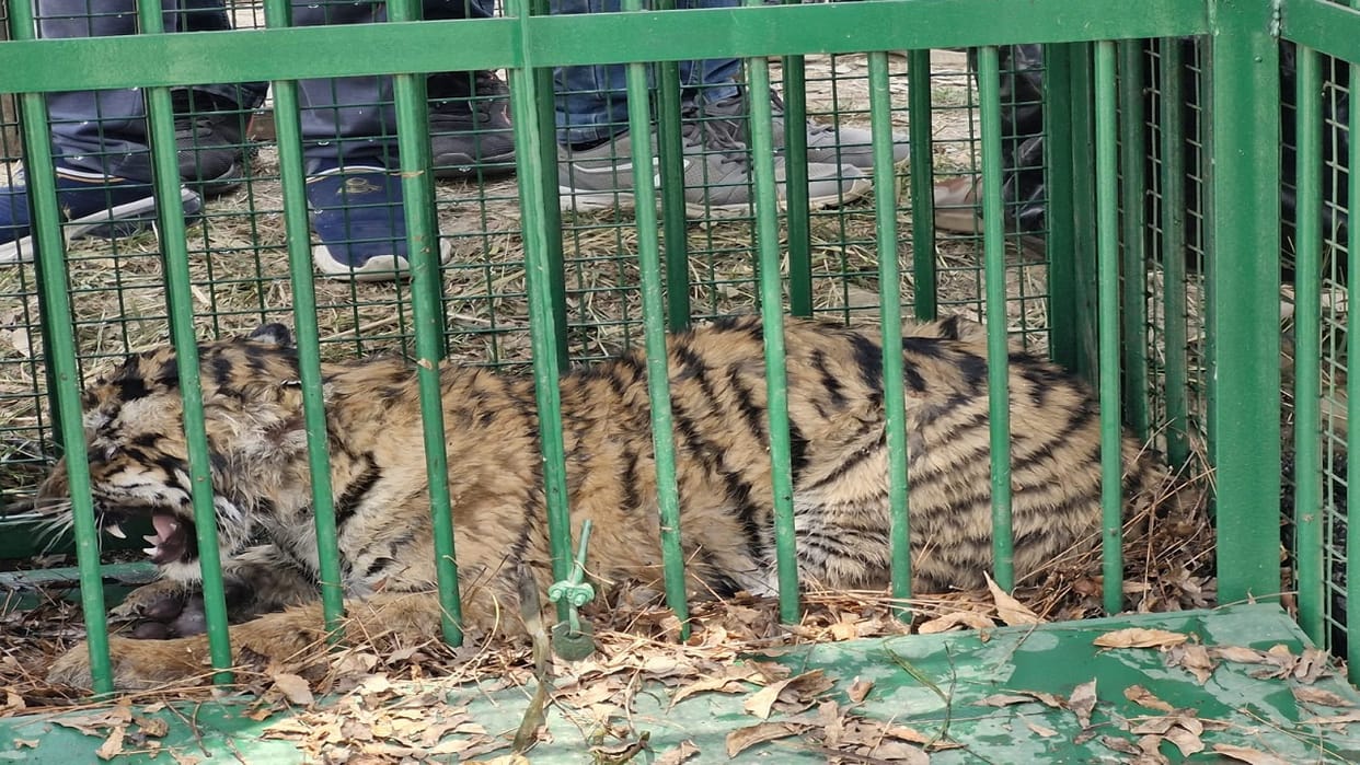 Forest department team caught tigress with cub in Lakhimpur Kheri