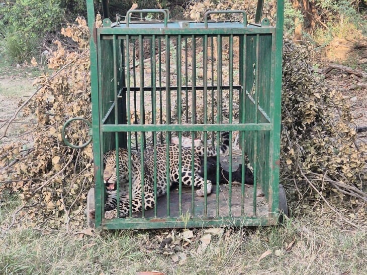 Lucknow: Leopard caught near Telco on Deva Road, people breathed a sigh of relief