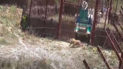 MP News: Tigers' 'school' in Madhya Pradesh, teaching them how to live in the jungle and how to hunt