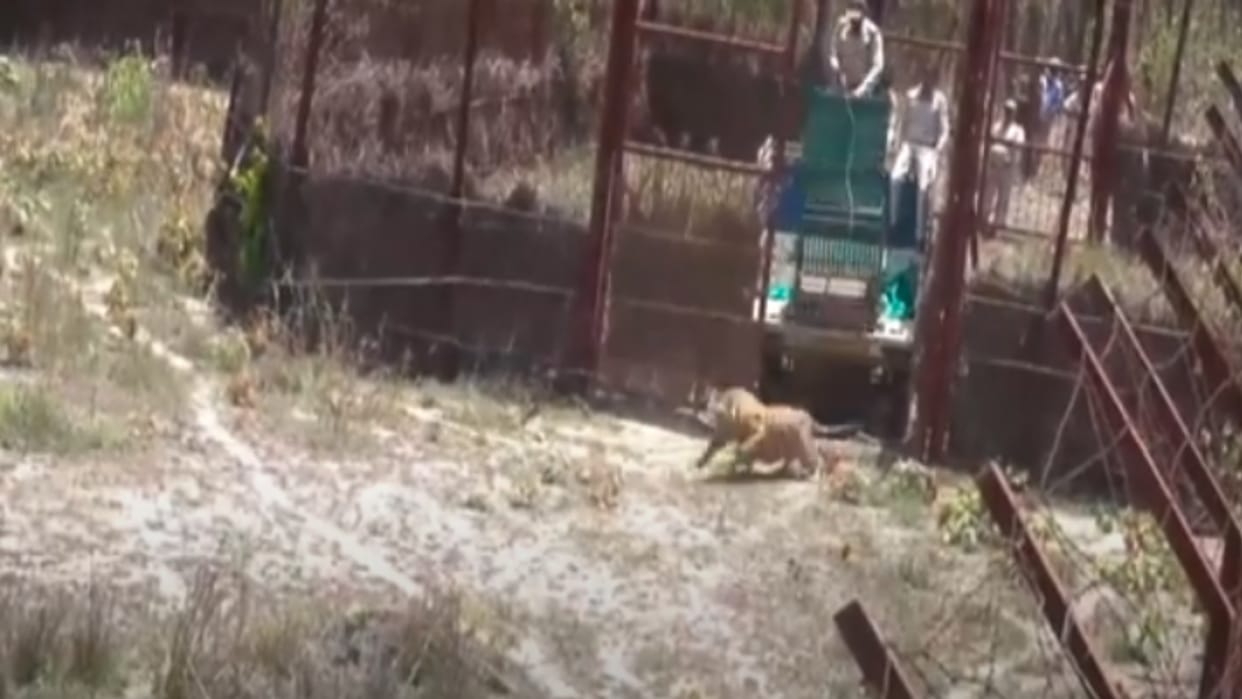 MP News: Tigers' 'school' in Madhya Pradesh, teaching them how to live in the jungle and how to hunt