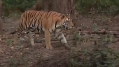 MP News: Tigers' 'school' in Madhya Pradesh, teaching them how to live in the jungle and how to hunt