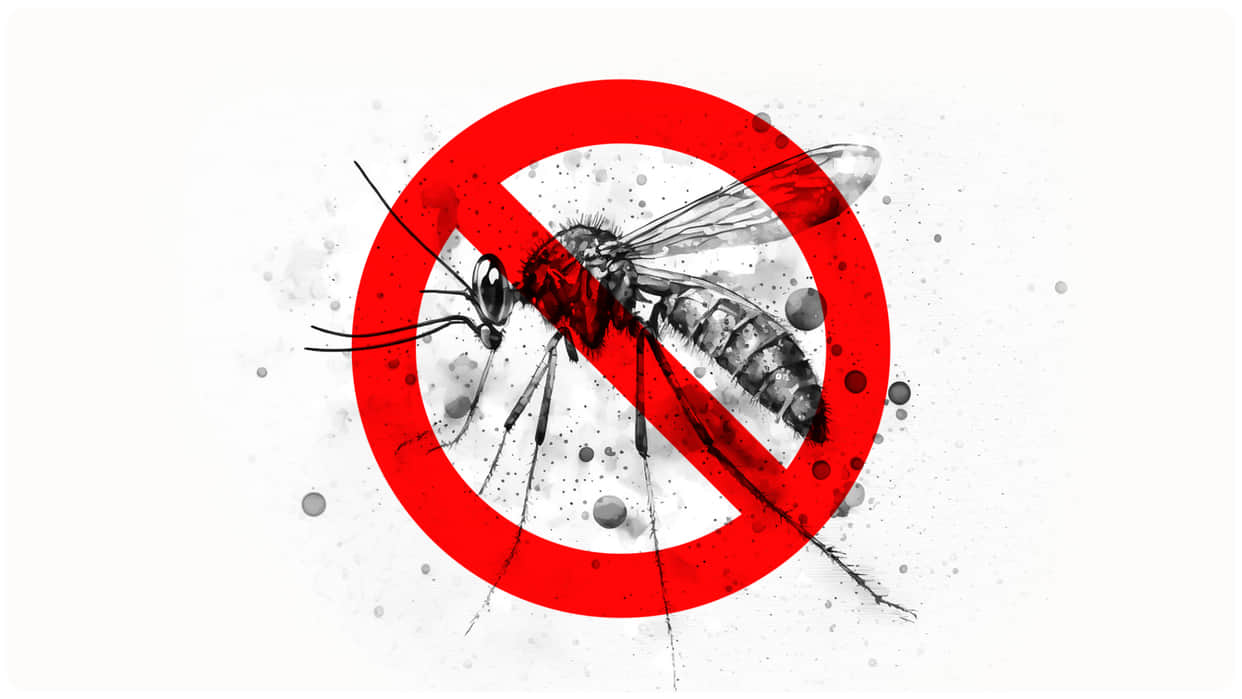 monsoon and mosquito born disease risk how to avoid dengue and malaria