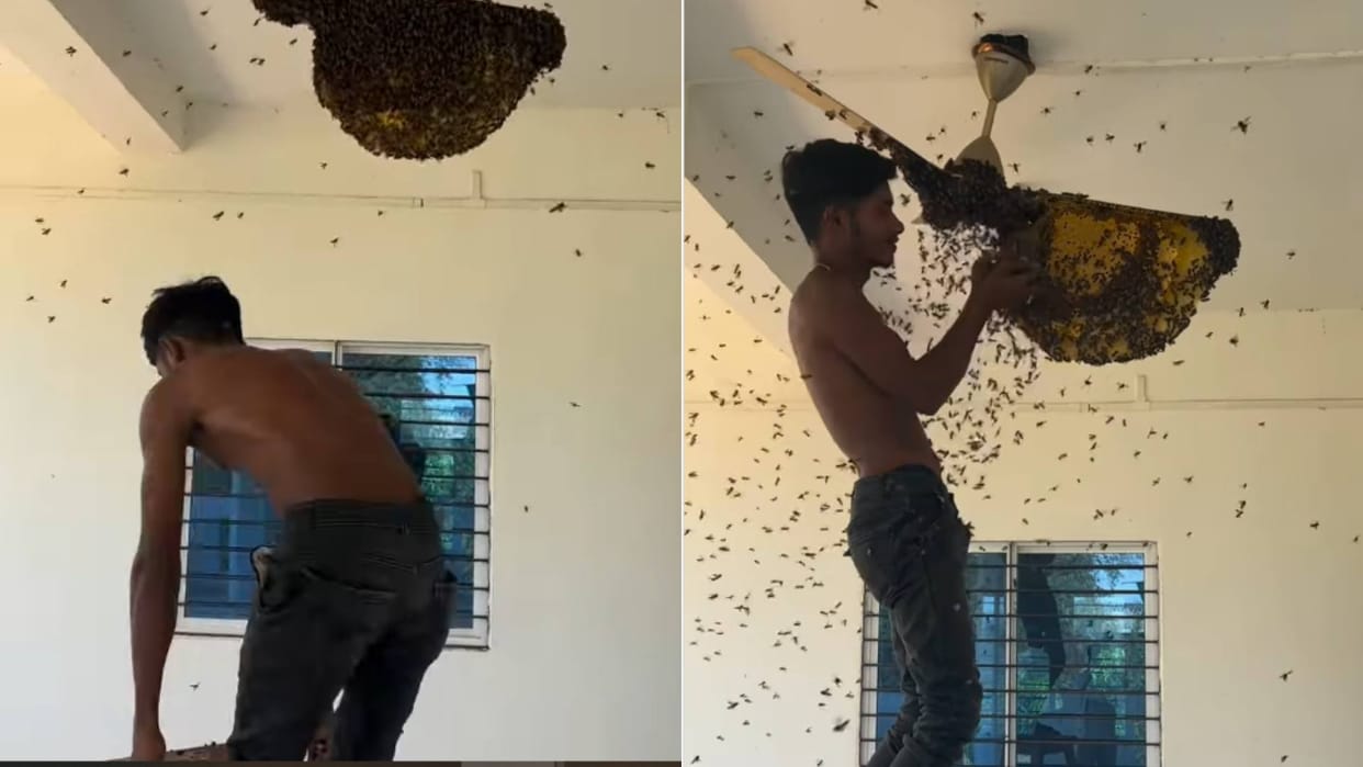 The boy put his hand in the hive and took out the bees Video goes Viral On internet see netizens reaction