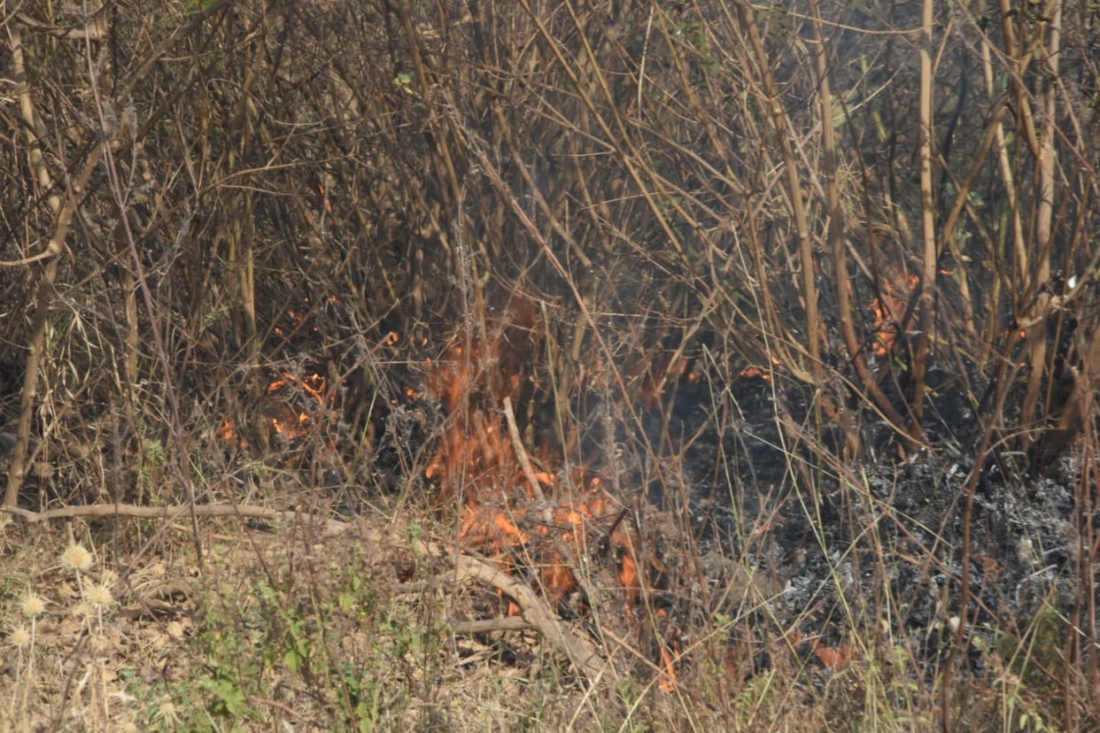 Bhopal: Fire broke out in Valmi hill near Kaliyasot dam in Bhopal, blazed till the second day, thousands of tr