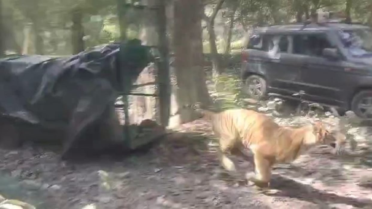 Tigress and cubs released in Suhagi Barua forest
