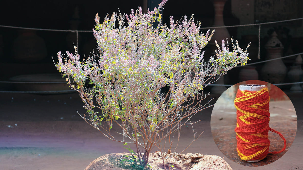 Attract Lakshmi Ji Blessings with the Right Way to tying Red Kalava on Tulsi