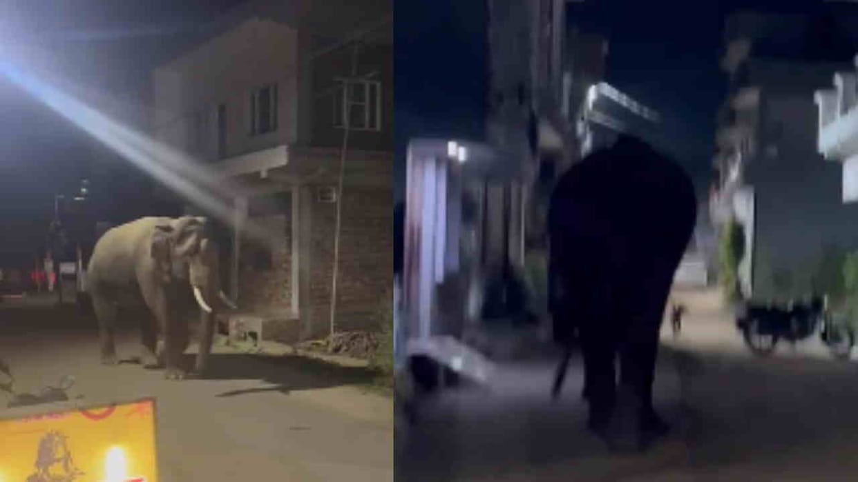 Elephant suddenly appeared in Haridwar Jamalpur area at night causing a stir Video Viral