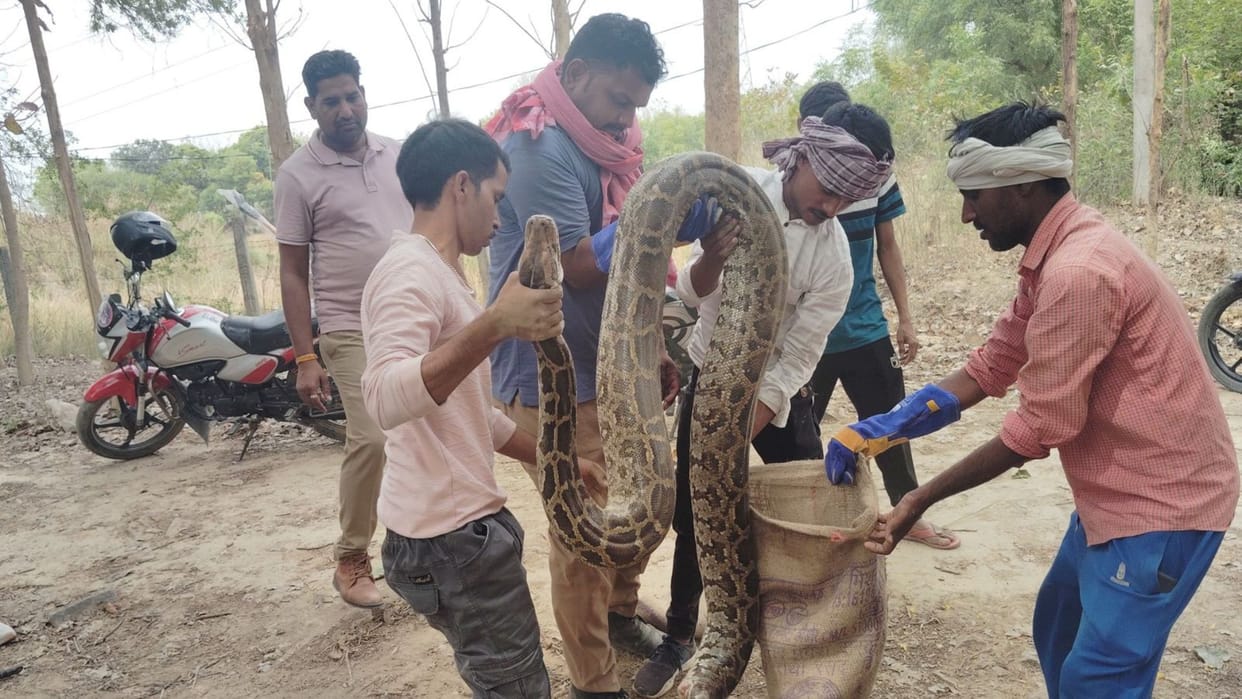 11 feet long python found in college campus panic in the area