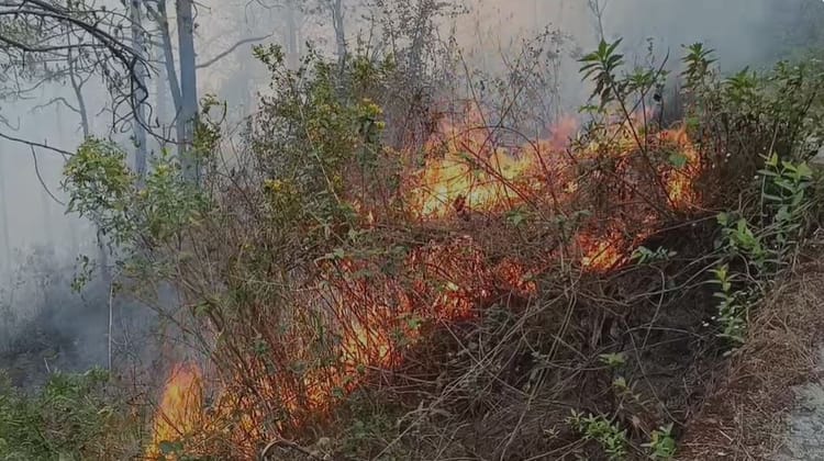 Uttarakhand: पिछले 24 घंटे में 30 हेक्टेयर जंगल जला, प्रदेश में अब तक 112 वनों में आग लगने की घटनाएं हो चुकी