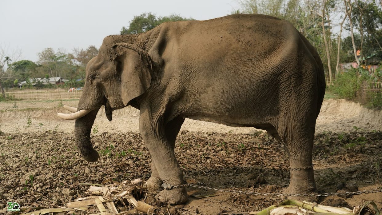 elephant came to Mathura from Assam treatment started serious injury while carrying wood