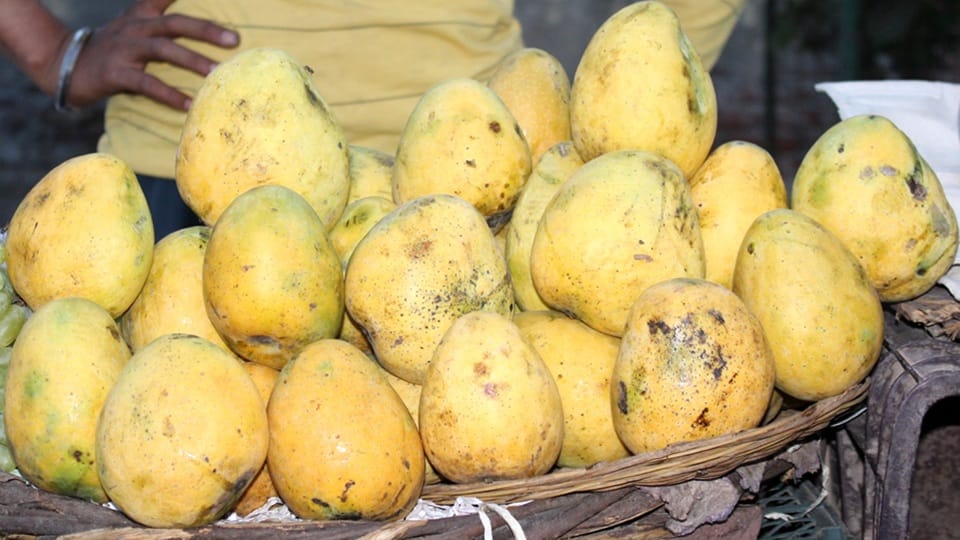 Mangoes of Champa Bagh of Sasni