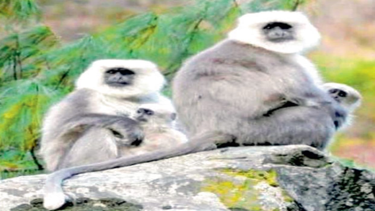 Himachal Wildlife: Chamba Sacred Langur on the verge of extinction, only 250 left