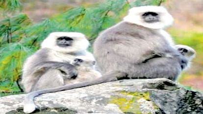 Himachal Wildlife: चंबा सेक्रेड लंगूर विलुप्ति के कगार पर, महज 250 ही बचे, संरक्षण की मुहिम शुरू Himachal Wildlife: Chamba Sacred Langur on the verge of extinction, only 250 left