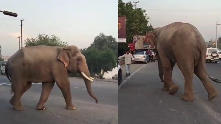 Haridwar: रानीपुर झाल के पास हाईवे पर आ धमका हाथी, देखते ही दहशत में आए राहगीर, रुक गया ट्रैफिक, वीडियो